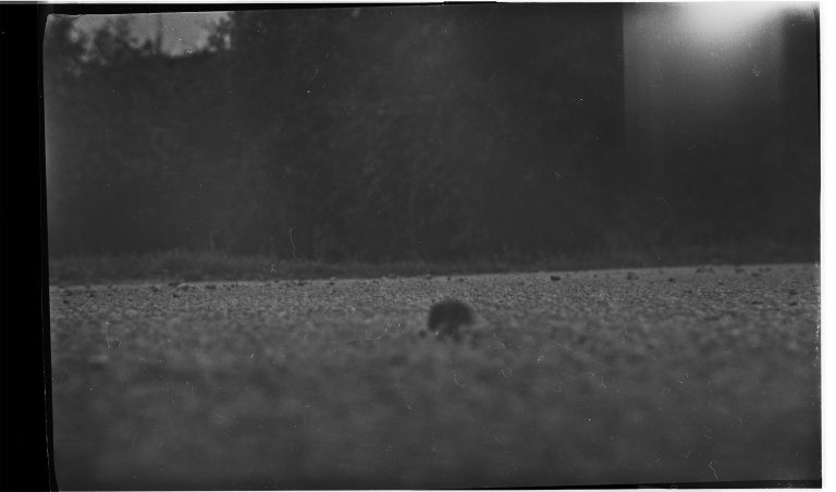 Maus